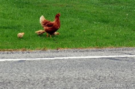 Explore chicken road spiel